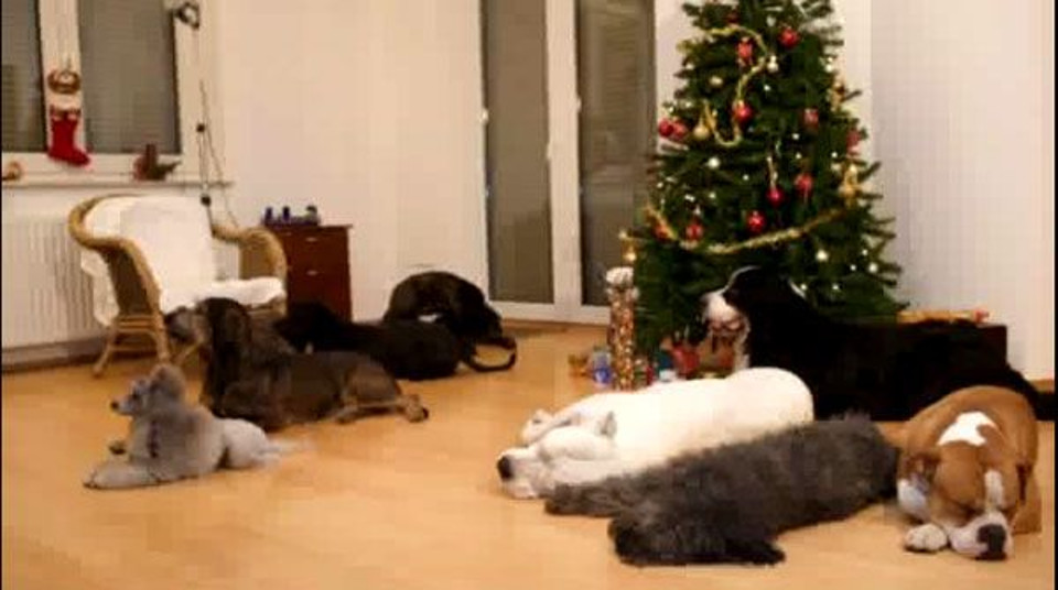 A Doggy Christmas Surprise!