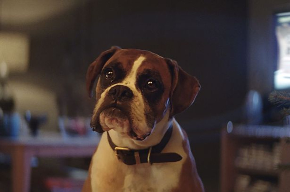 Buster the Boxer, The John Lewis 2016 Christmas Advert Star!