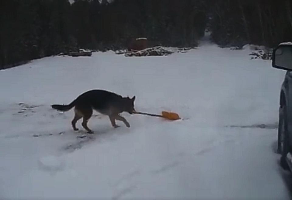 Dog Picks Up A Shovel To Help Clear The Snow!