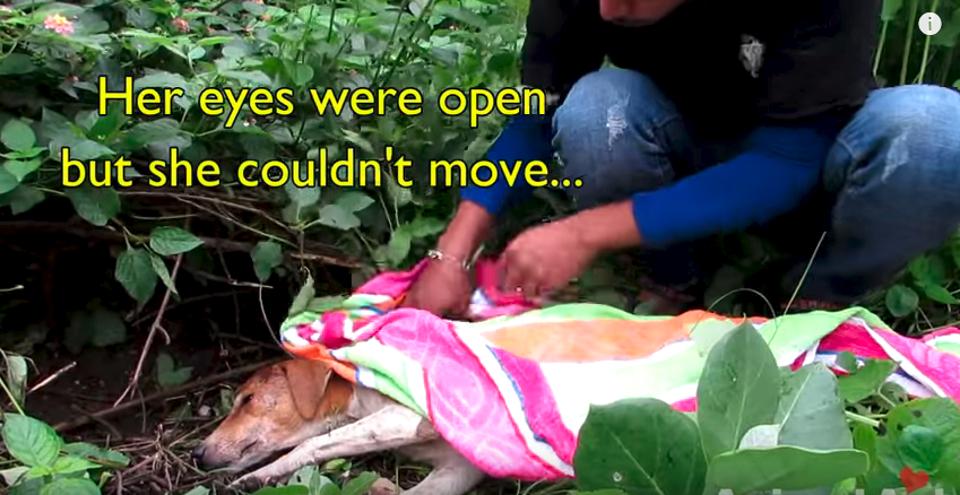 Dog Brain Damaged By Blow To Head Recovers!