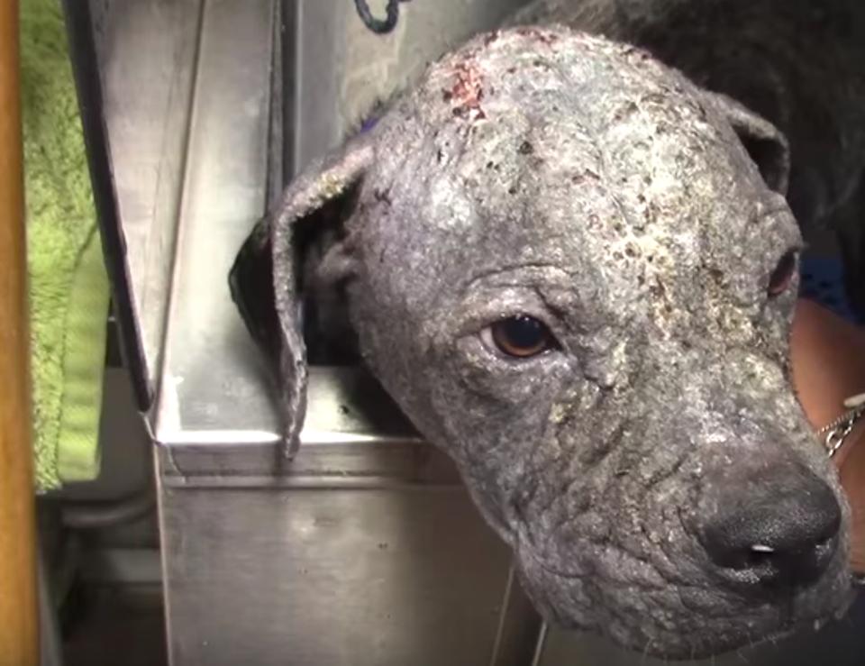 Ill Dog With A Troubled Past Becomes Unrecognizable!