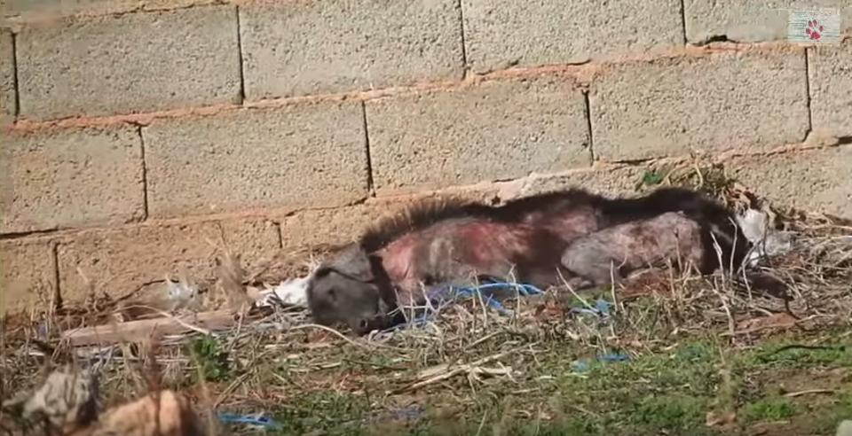 The Transformation Of A Wild, Sick And Starving Dog!