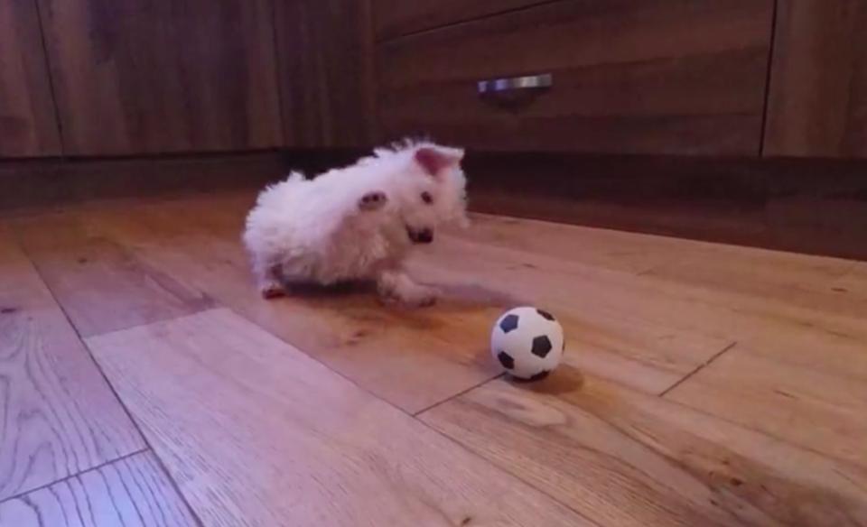 Puppy Encounters A Ball For The First Time And His Reaction Is Priceless!